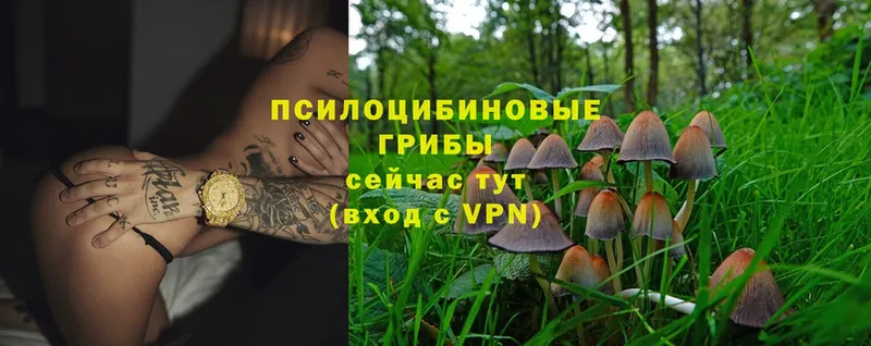 darknet Telegram  Грозный  Псилоцибиновые грибы MAGIC MUSHROOMS 